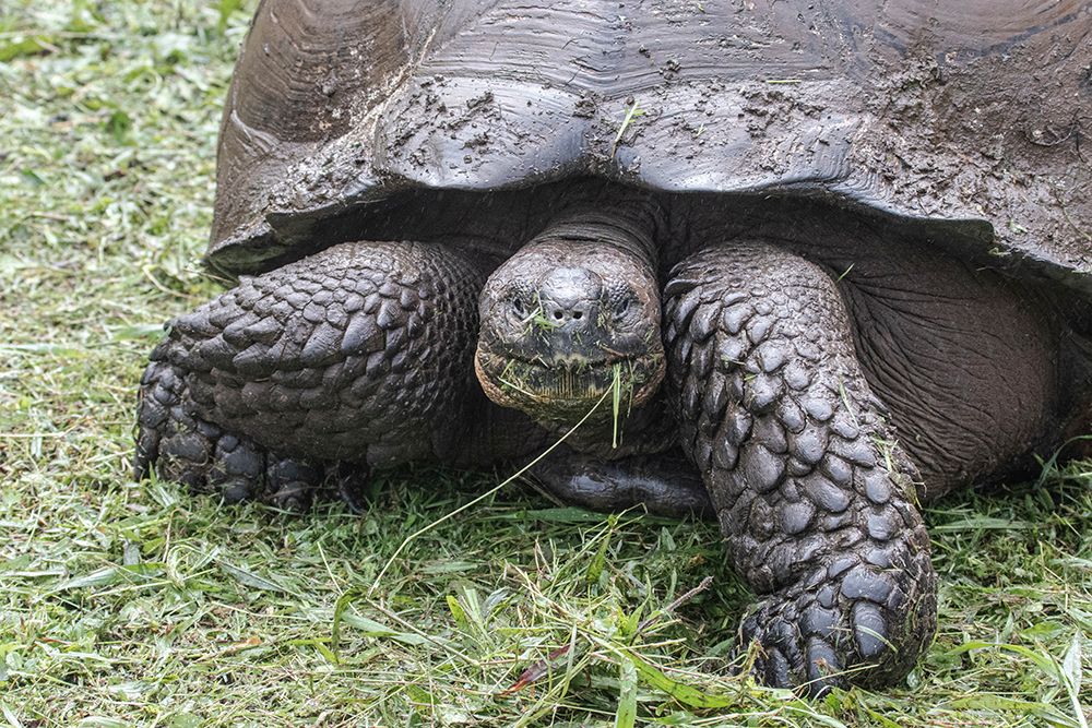 Giant tortoise is found in the Giant Tortoise Reserve on Santa Cruz Island.